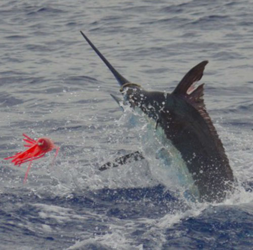 600lb Blue Marlin